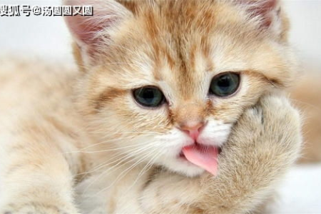 家里猫咪得了猫鼻支怎么办？症状表现及应对措施