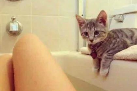 几个月大的宠物猫可以洗澡？新手猫主人必看洗澡指南