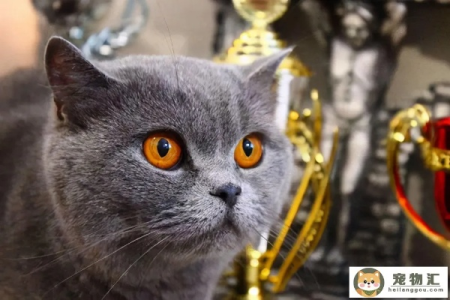 英短蓝猫的全部优缺点，看完再决定要不要养！
