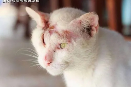 家里猫得了猫癣？这些症状你必须知道