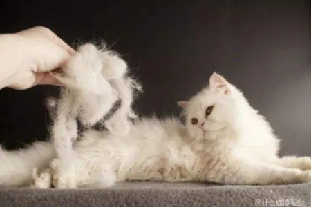 不掉毛或少掉毛的猫咪有哪些？养猫不再是难题！