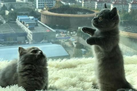 矮脚猫价格贵的原因是什么？深度解析！
