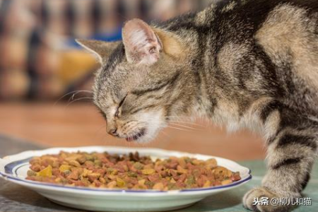 猫5岁相当于人多少岁？铲屎官必知的猫咪年龄换算