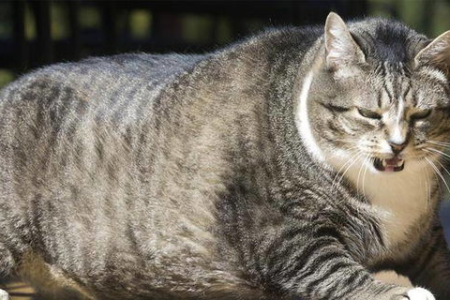 猫咪有骨头吗？探索猫咪骨骼的秘密