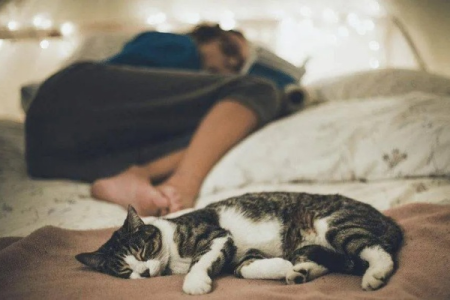 猫咪在你身边睡觉是出于信任吗？揭秘猫咪睡觉位置的秘密