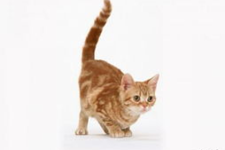 猫咪爱吃蟑螂正常吗？探讨猫吃蟑螂背后的原因
