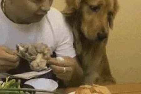 小猫咪有骨头吗？猫咪骨骼数量大揭秘！