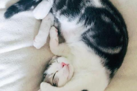 猫咪夏天掉毛持续多久才算正常？别错过这些细节！