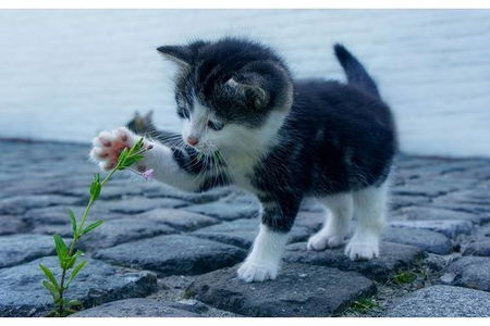 猫咪怎么像液体一样？揭开猫咪身体柔软之谜！