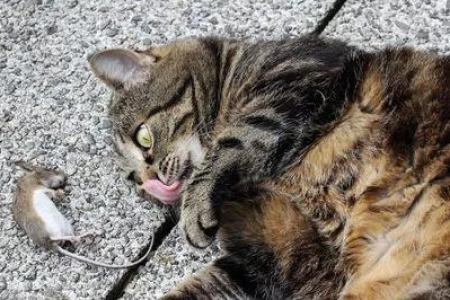 猫多大开始抓老鼠？几个月大的猫咪会捕猎？