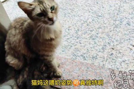 小猫多久才能洗澡？别让洗澡伤害你的小猫咪