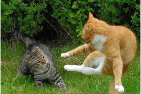 猫咪骨头数量惊人？为什么这么灵活？