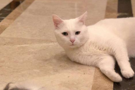 小猫可以喝豆浆吗？豆浆喂养的注意事项