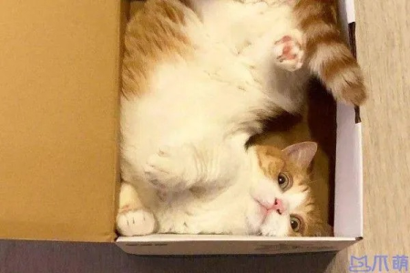 猫咪为什么能像变色龙一样缩进盒子里？柔软的骨骼是秘密武器！