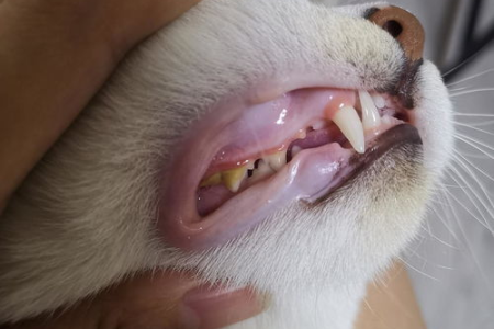 猫牙结石能自己抠掉吗？小心弄伤猫咪牙齿！