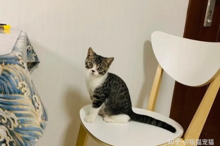 如何判断小猫是否出现新家应激反应？有哪些症状？