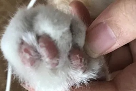 猫咪脚趾头长猫藓，怎么办？家庭护理小妙招