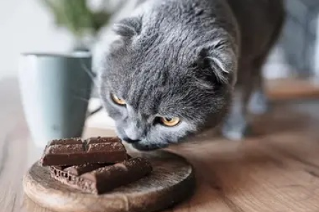 猫咪吃巧克力会怎样？警惕巧克力对猫咪健康的潜在危害。