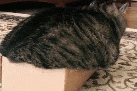 家里橘猫越来越胖？橘猫理想体重是多少斤？