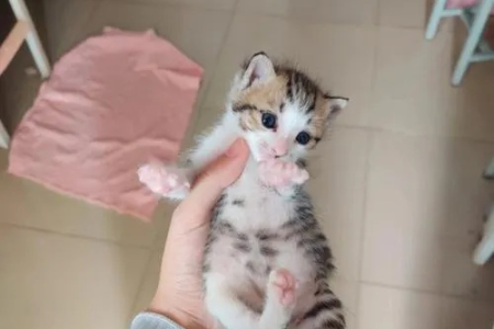 一个月大的小猫可以送人吗？最佳送养时间是什么时候？