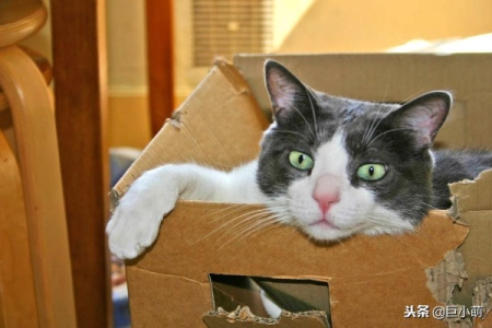 猫咪为啥爱钻小盒子里？揭秘猫的奇特身体构造！