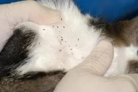 猫有跳蚤如何处理？家庭除跳蚤实用指南