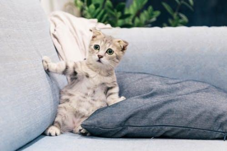 家中养猫，用酒精消毒靠谱吗？有哪些风险？
