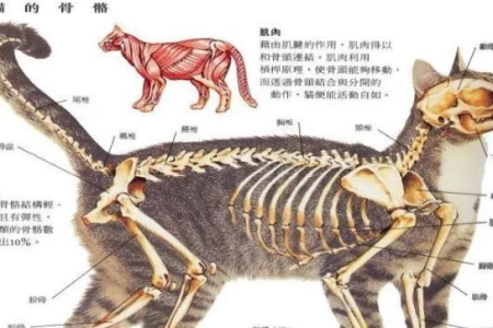 猫咪骨头软吗？真相居然是这样！