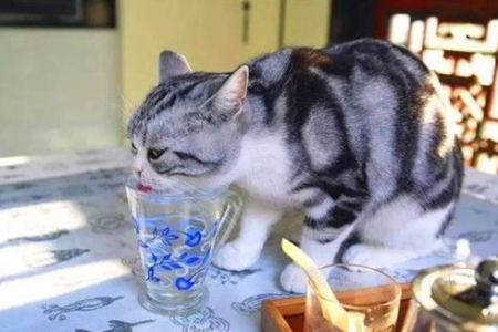 想给猫咪喝酸奶？先看看一天喝多少才合适，别喝出问题！