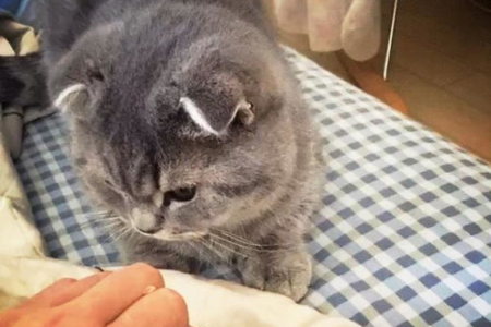 猫吃虫子是天性吗？铲屎官应该怎么办？