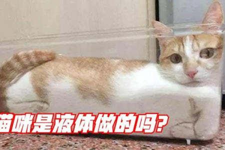 小猫咪为啥能像液体一样？揭秘猫咪身体柔软的奥秘！