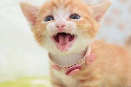 猫咪应激反应几天能好？教你判断严重程度
