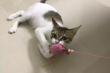 猫咪驱虫项圈真的安全吗？会毒死猫的可能性有多大？