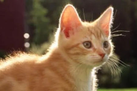 小猫、大猫诺氟沙星用量不同？兽医建议的最佳剂量是多少？