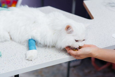 为什么我的猫老是长跳蚤？如何彻底清除猫身上的跳蚤和虫卵？