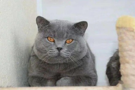 为什么我的英短蓝猫掉毛这么厉害？找出原因很重要！