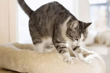 母猫的奶水要多久才能干？如何判断母猫是否该断奶？