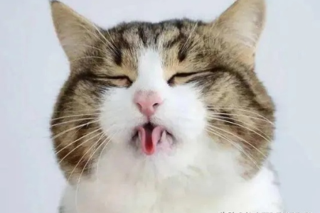 猫咪吐舌头是不是中暑了？夏季猫咪降温指南