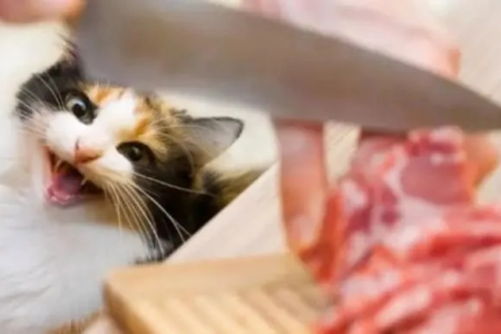 兽医反对猫吃生骨肉的N个理由，你都了解吗？