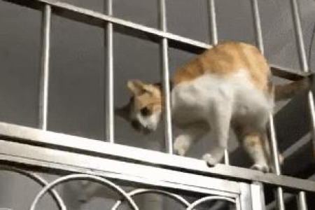 猫咪能不能寄快递？有哪些更安全的运输方式？