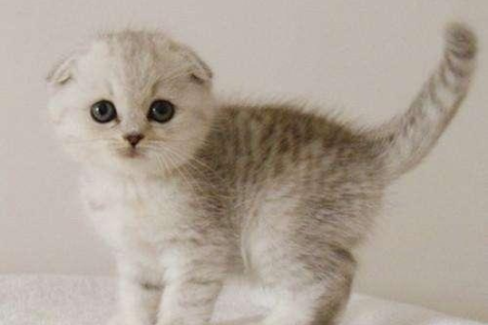 银渐层折耳猫容易生病吗？深度解析折耳猫常见疾病及预防措施