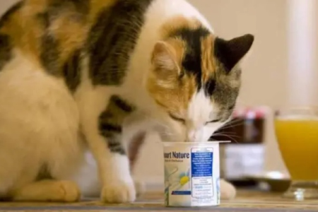安慕希酸奶：猫咪可以喝吗？注意这些喂食要点