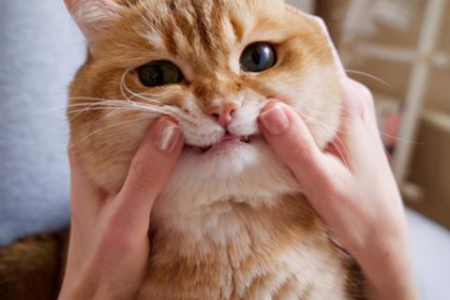 超粘人猫咪大盘点，哪种猫咪最适合你？
