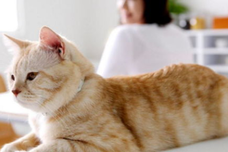 猫咪吃猫粮还是吃饭？营养差异惊人！
