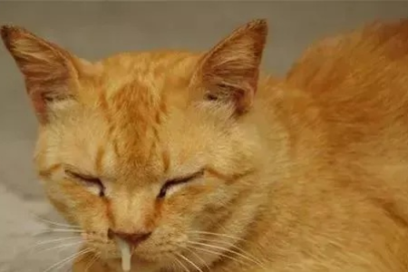 猫咪鼻屎多能抠吗？如何安全清理猫咪鼻孔分泌物？
