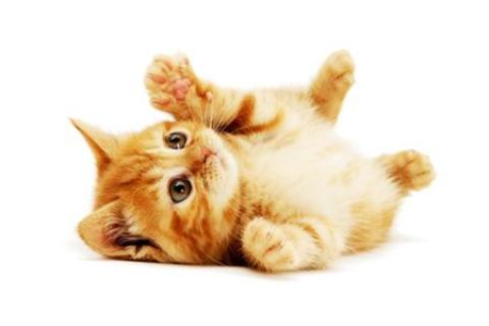 小猫鼻子不湿润是怎么回事？干燥、生病还是其他原因？