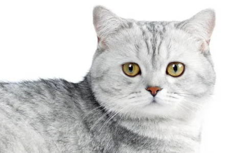 灰白色猫咪品种鉴定，教你快速分辨猫咪品种！