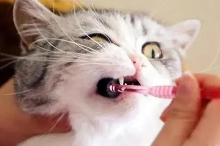 小猫换牙还是生病了？猫咪掉牙的判断与护理