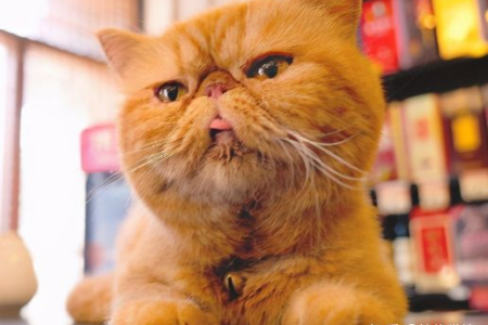 加菲猫掉线什么意思？不懂？带你了解加菲猫“掉线”真相！