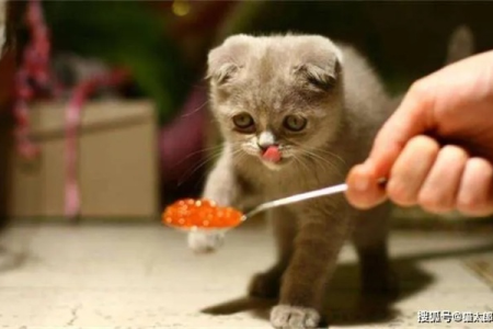打猫咪真的能改掉坏毛病吗？揍猫猫会长记性吗？正确教育猫咪方法